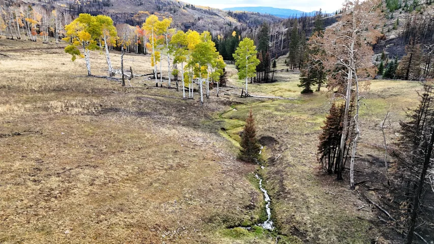 Expansive natural landscape featuring a winding stream, mature aspen trees with vibrant yellow foliage, and evergreen trees