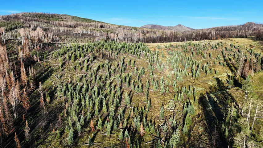 Expansive natural landscape featuring varied tree coverage and rolling terrain under a clear sky