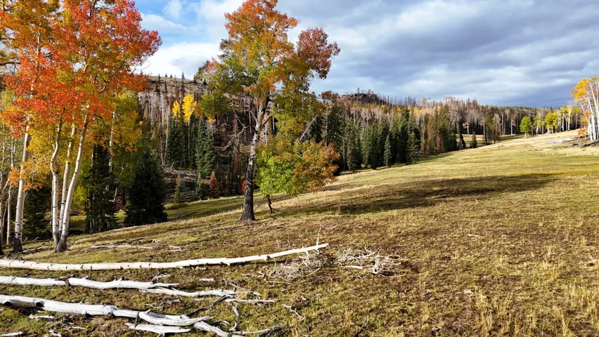 Expansive natural landscape with varied topography, featuring mature trees showcasing autumn foliage