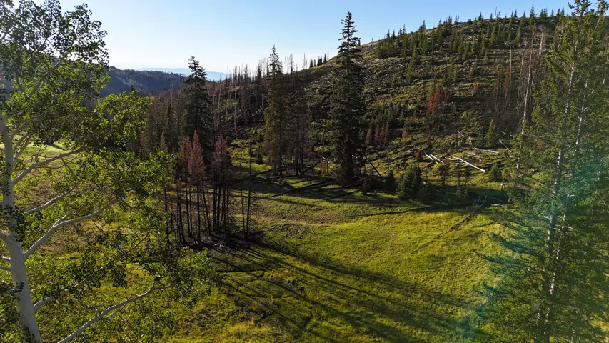 Expansive natural landscape featuring a sloping hillside, abundant evergreen trees, a clear sky, and varied terrain with areas of green foliage