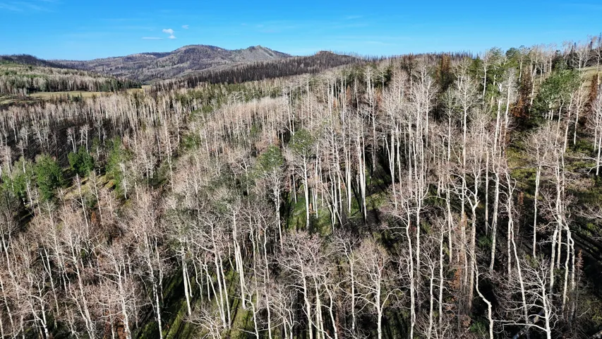 Expansive natural landscape featuring a dense forest of deciduous trees with bare branches and scattered evergreen trees