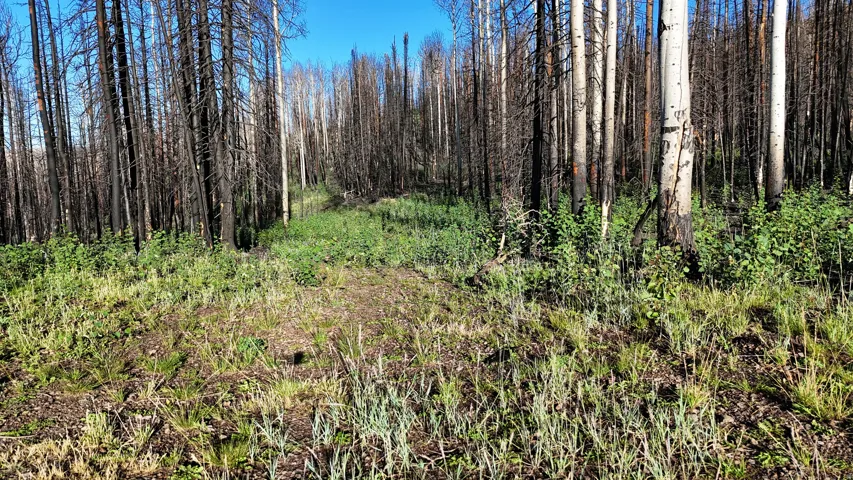 Wooded parcel featuring a mix of mature aspen and evergreen trees