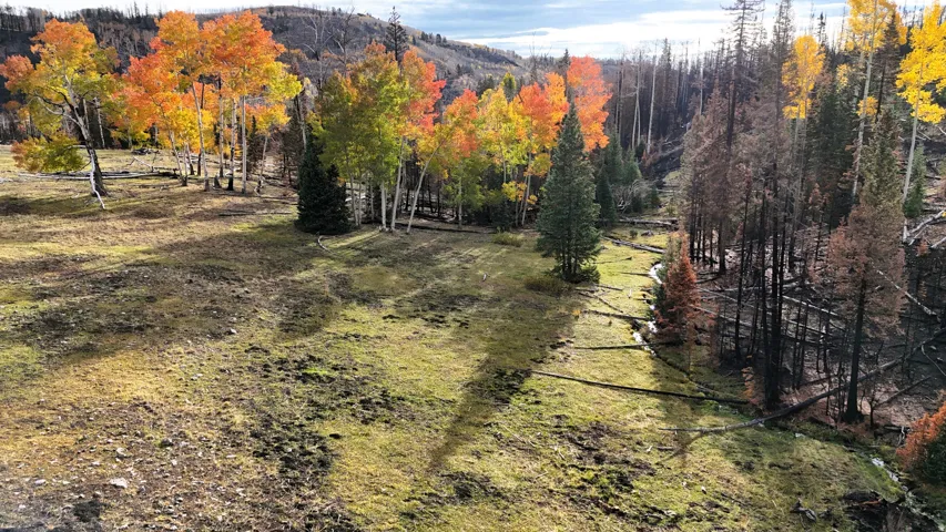 Expansive natural landscape featuring varied terrain, a mixture of vibrant autumn foliage, evergreen trees, and a distant treeline