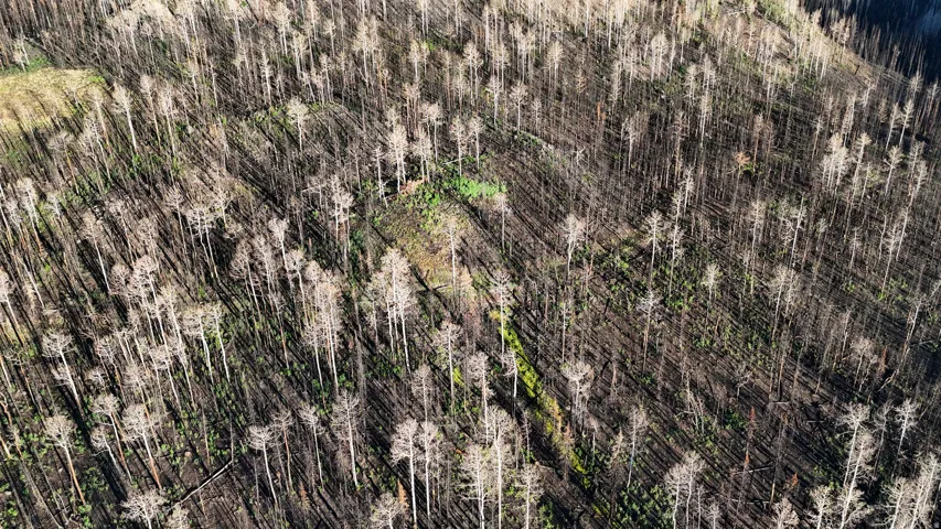 Expansive natural terrain featuring numerous standing tree trunks and varied ground cover