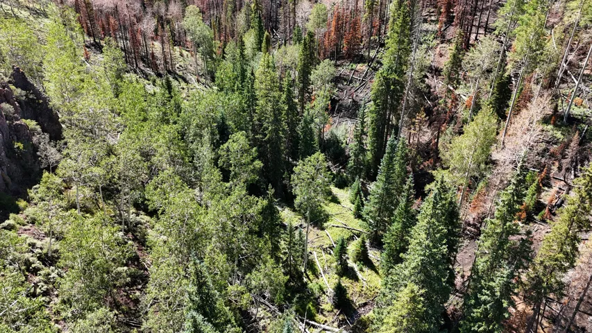 Expansive wooded landscape featuring a mix of evergreen and deciduous trees, varied terrain, and natural rock formations