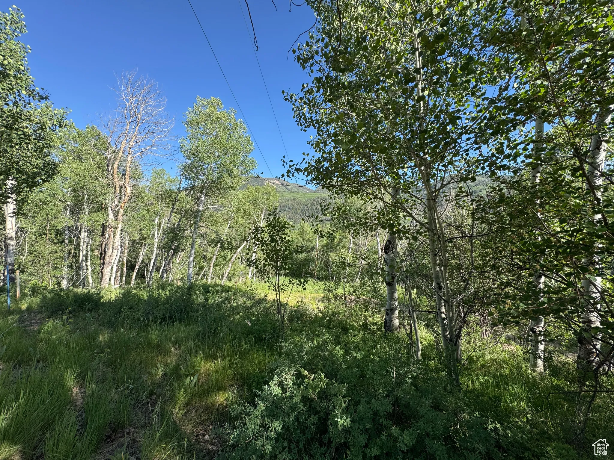 View of local wilderness