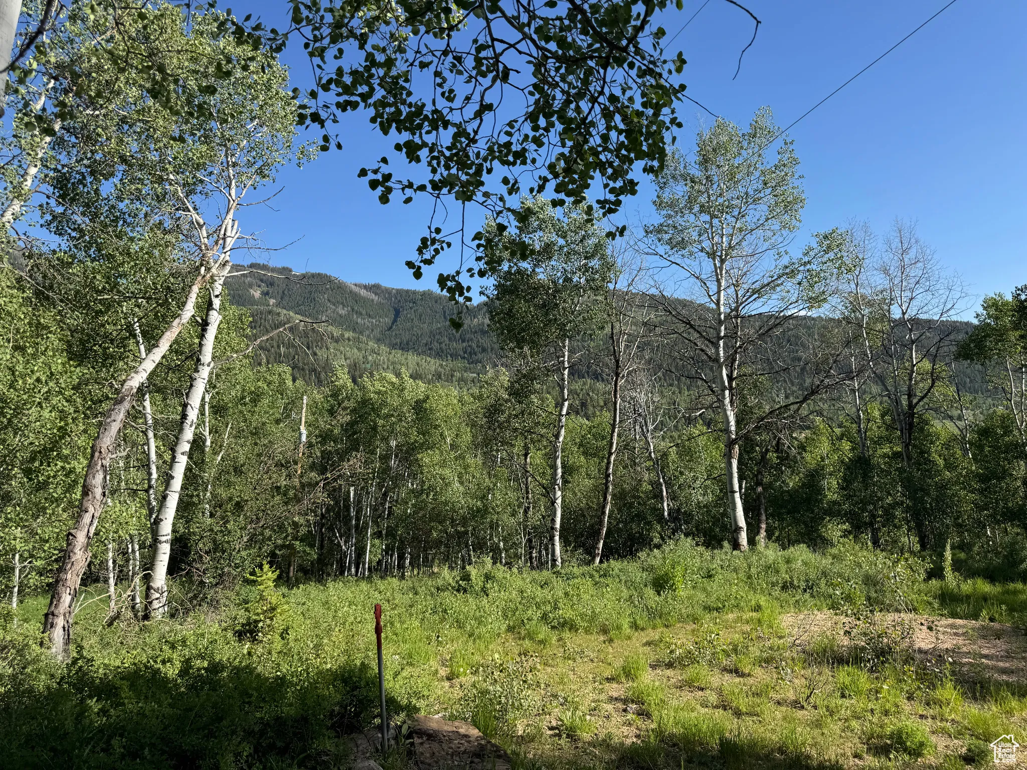 Mountain view with a heavily wooded area