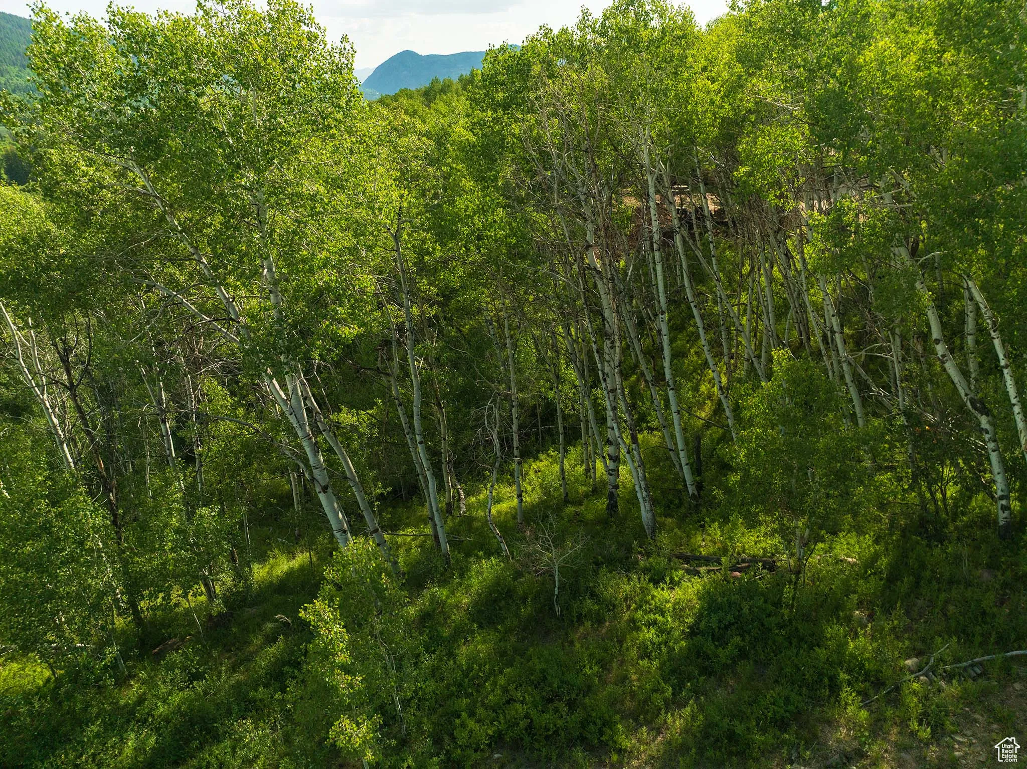 View of tree filled area with a mountain view