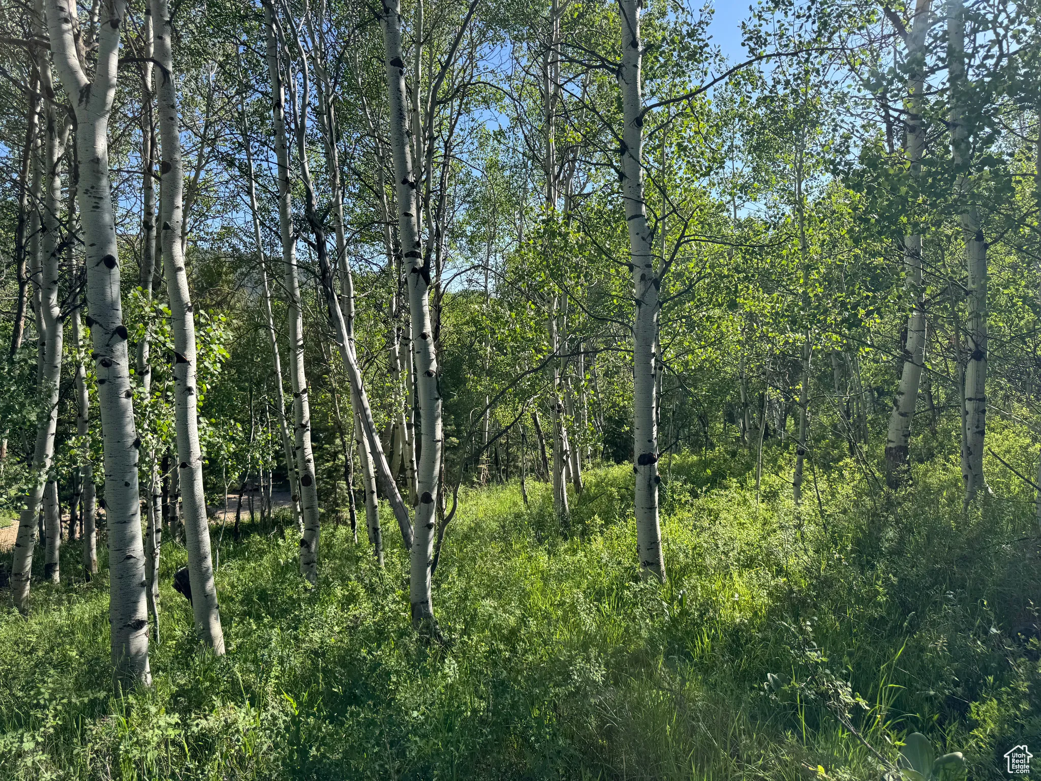 View of undeveloped land