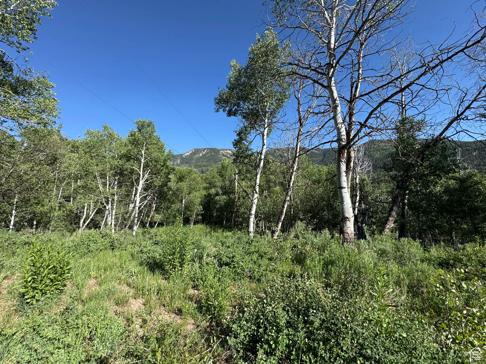 View of tree filled area with a mountain view