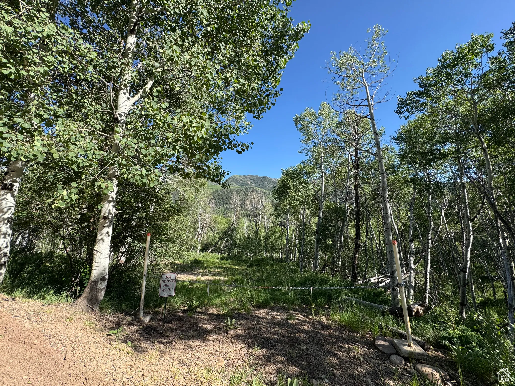 View of tree filled area