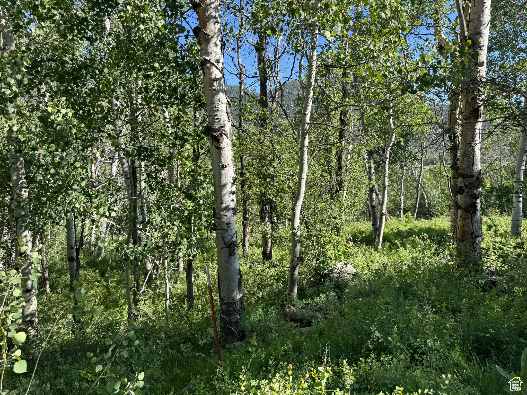 View of local wilderness