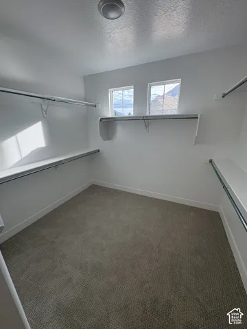 Walk-in closet featuring built-in shelving, hanging rods, two windows, and neutral carpet flooring