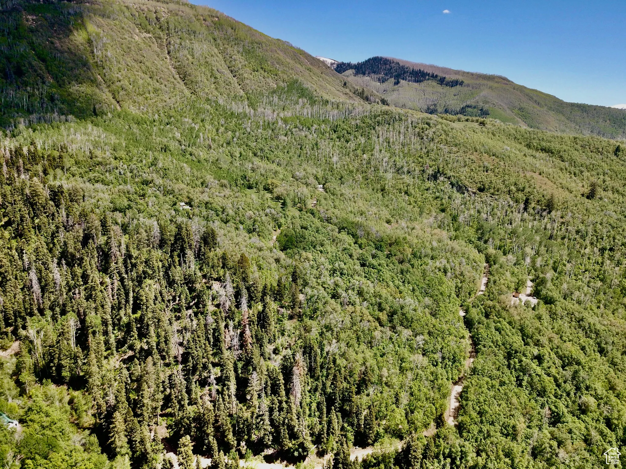 Mountain view with a forest