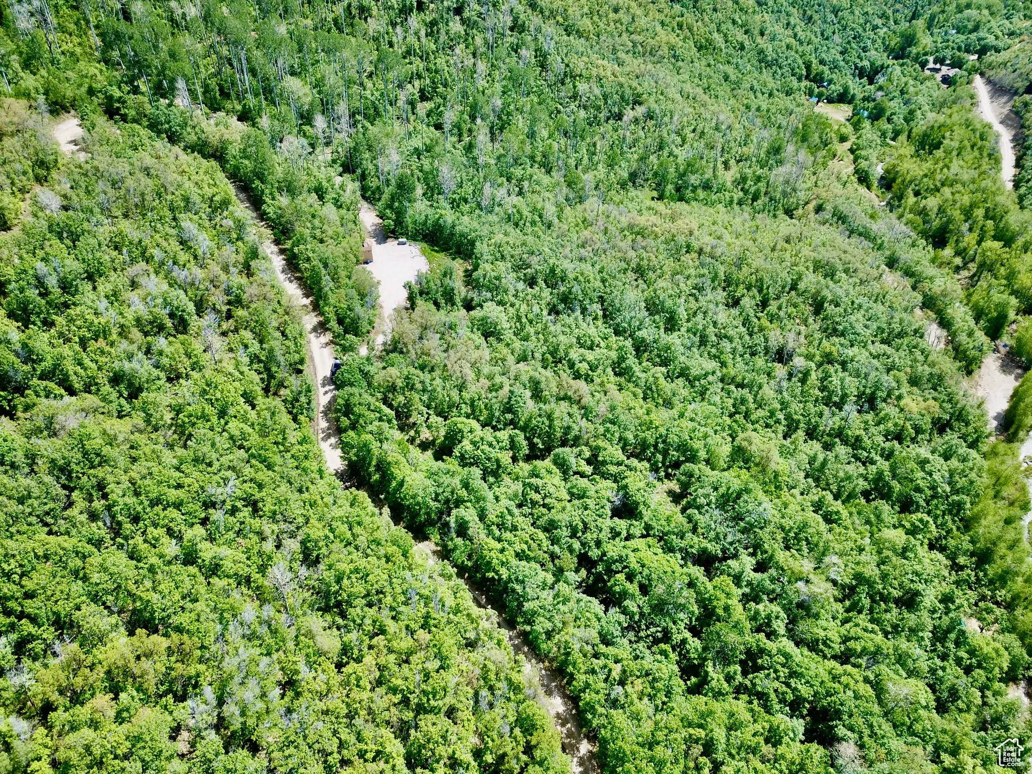 Aerial view of a forest