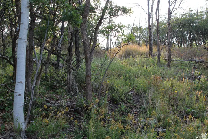 View of nature