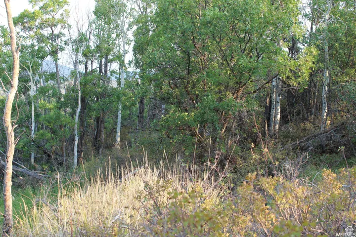 View of nature