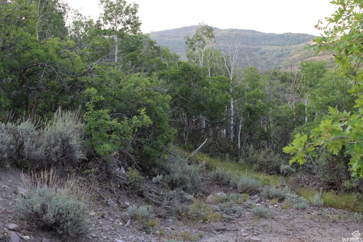 View of mountain background with a forest