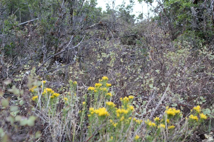 View of nature