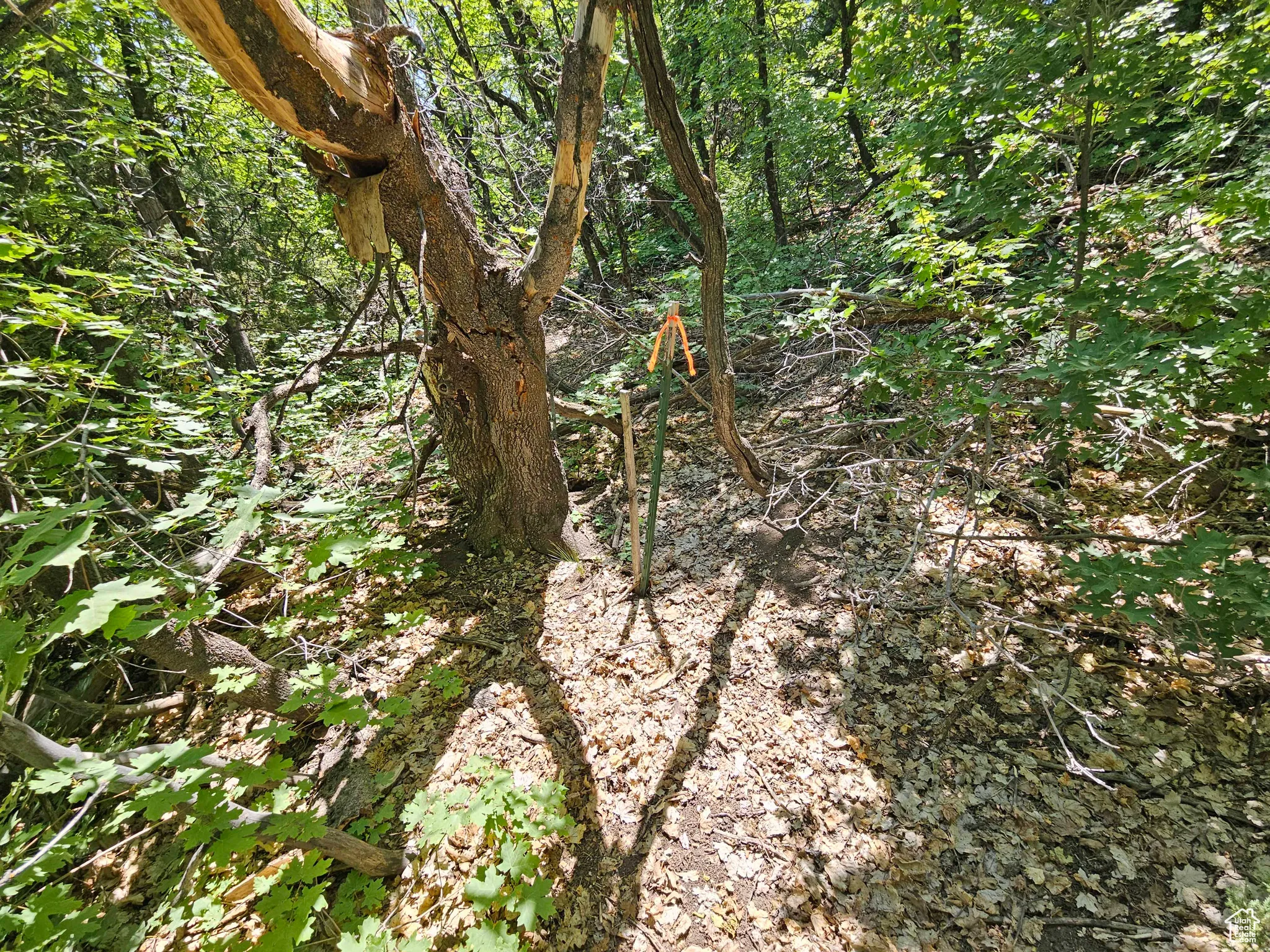 View of local wilderness
