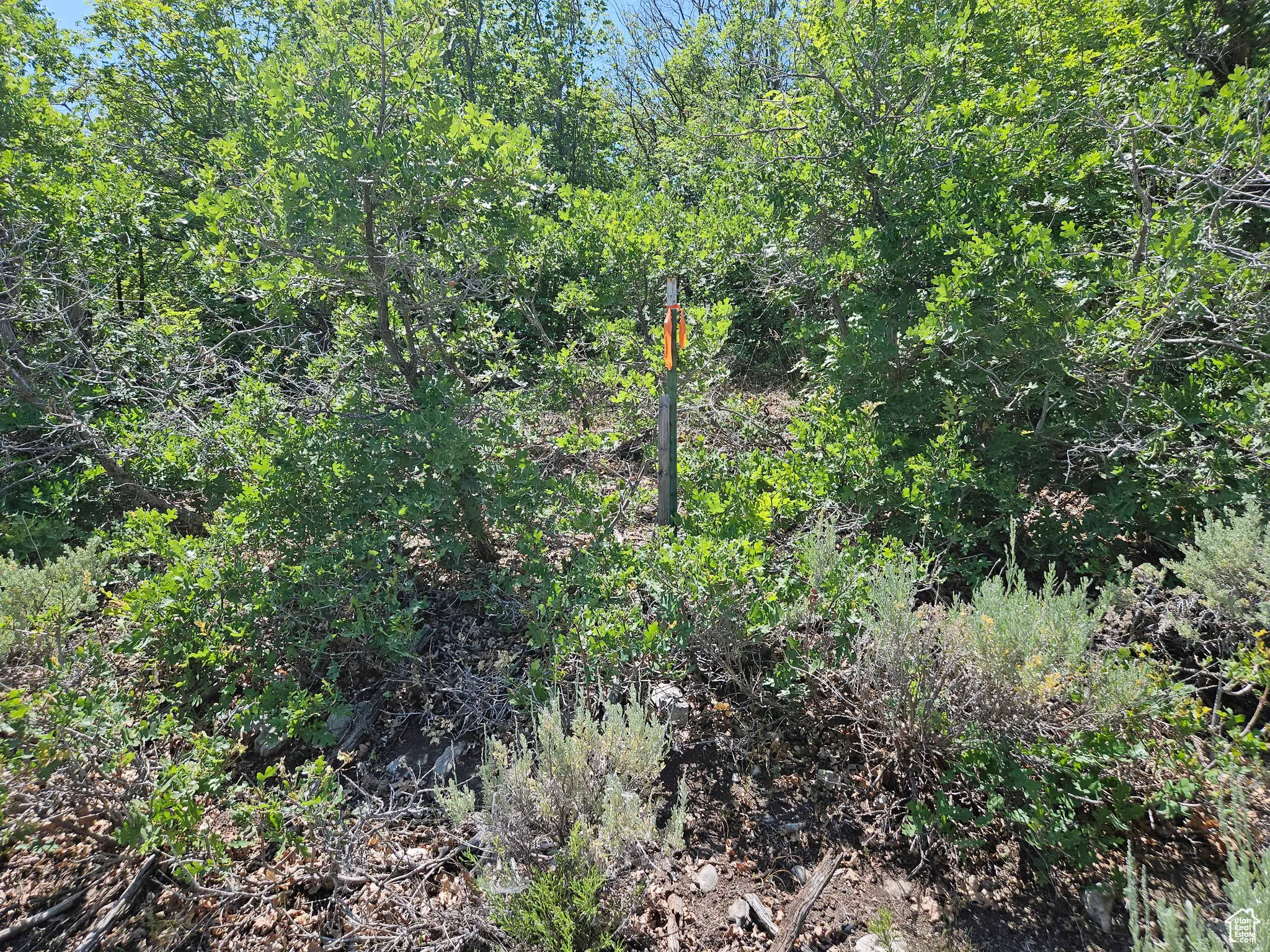 View of nature