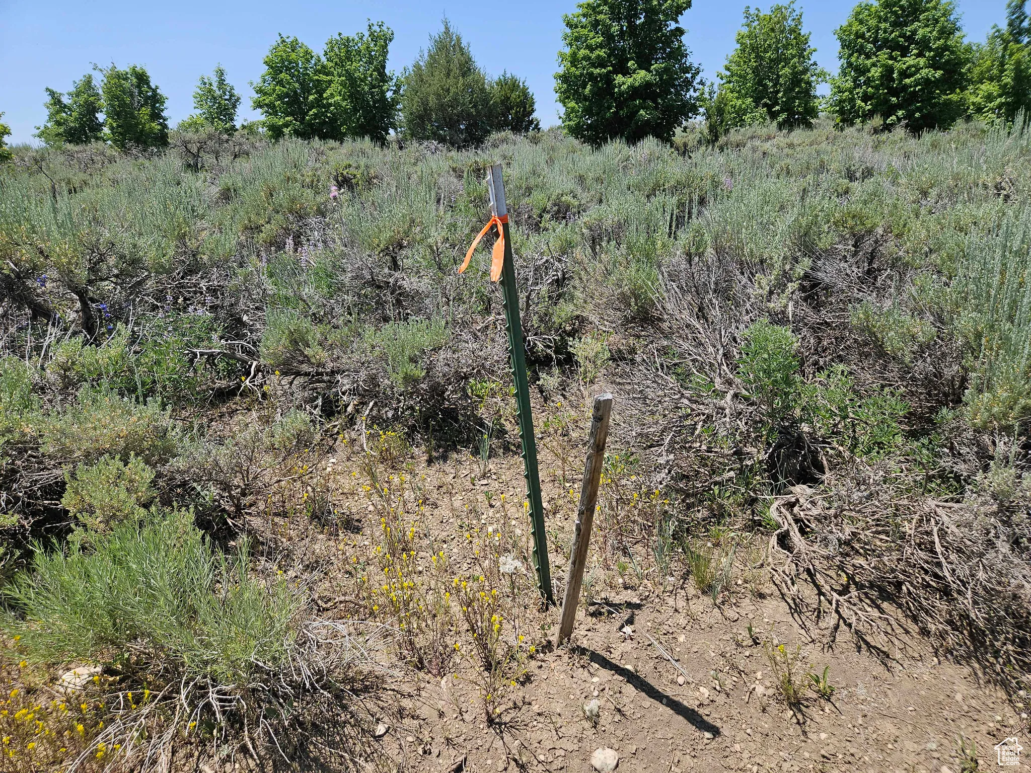 View of local wilderness
