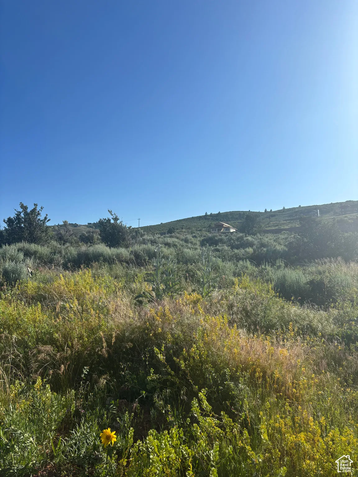 View of local wilderness