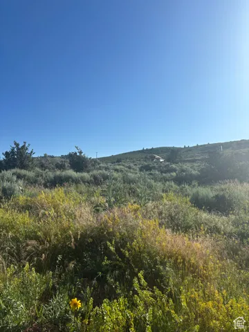 View of local wilderness