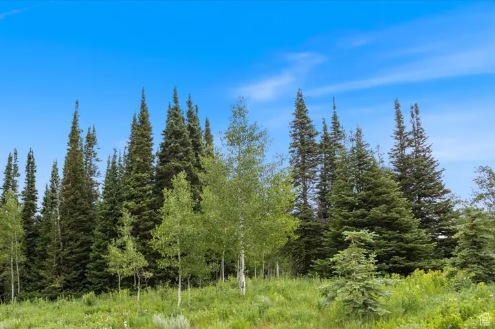 Nice Mix of Pine and Aspen on Lot For Privacy and Shade