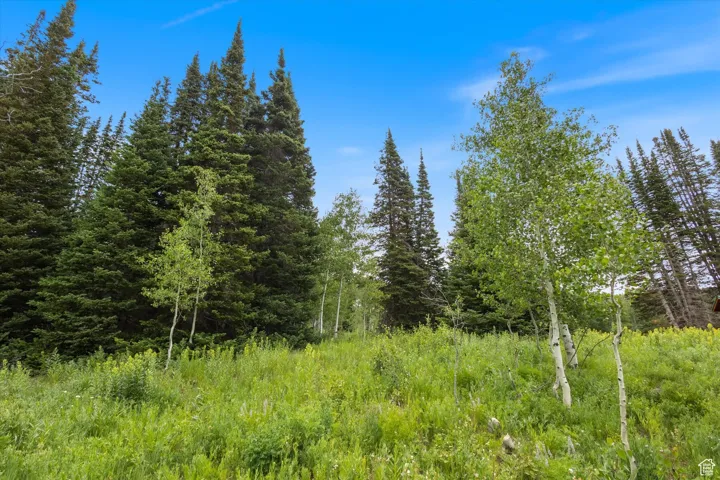 View of Woods