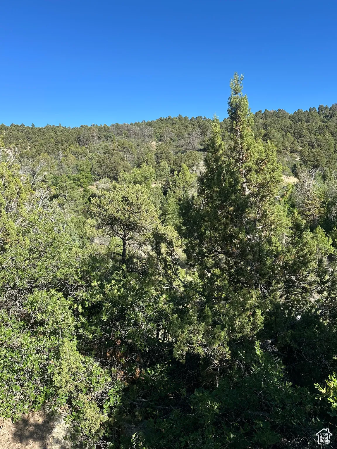 View of wooded area