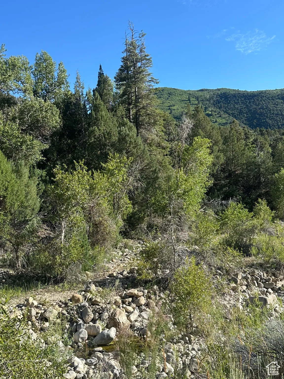 View of mountain background featuring a forest
