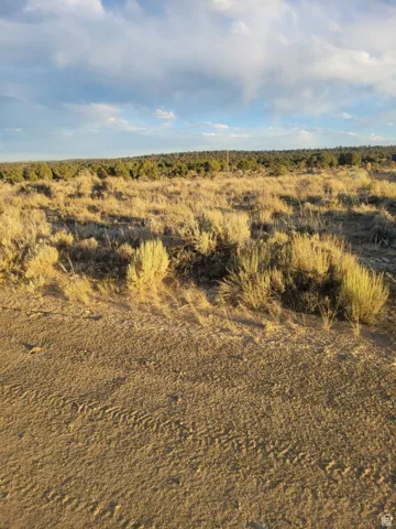 View of local wilderness
