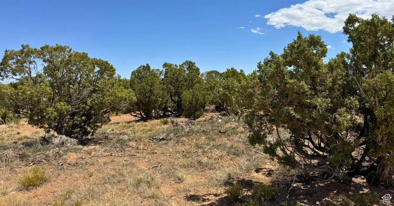 View of local wilderness