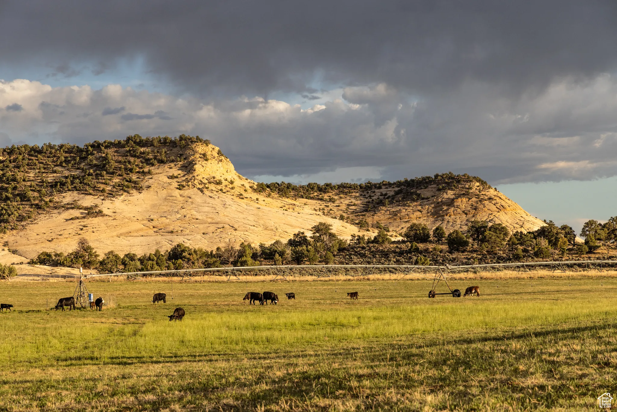 Working Cattle Ranch