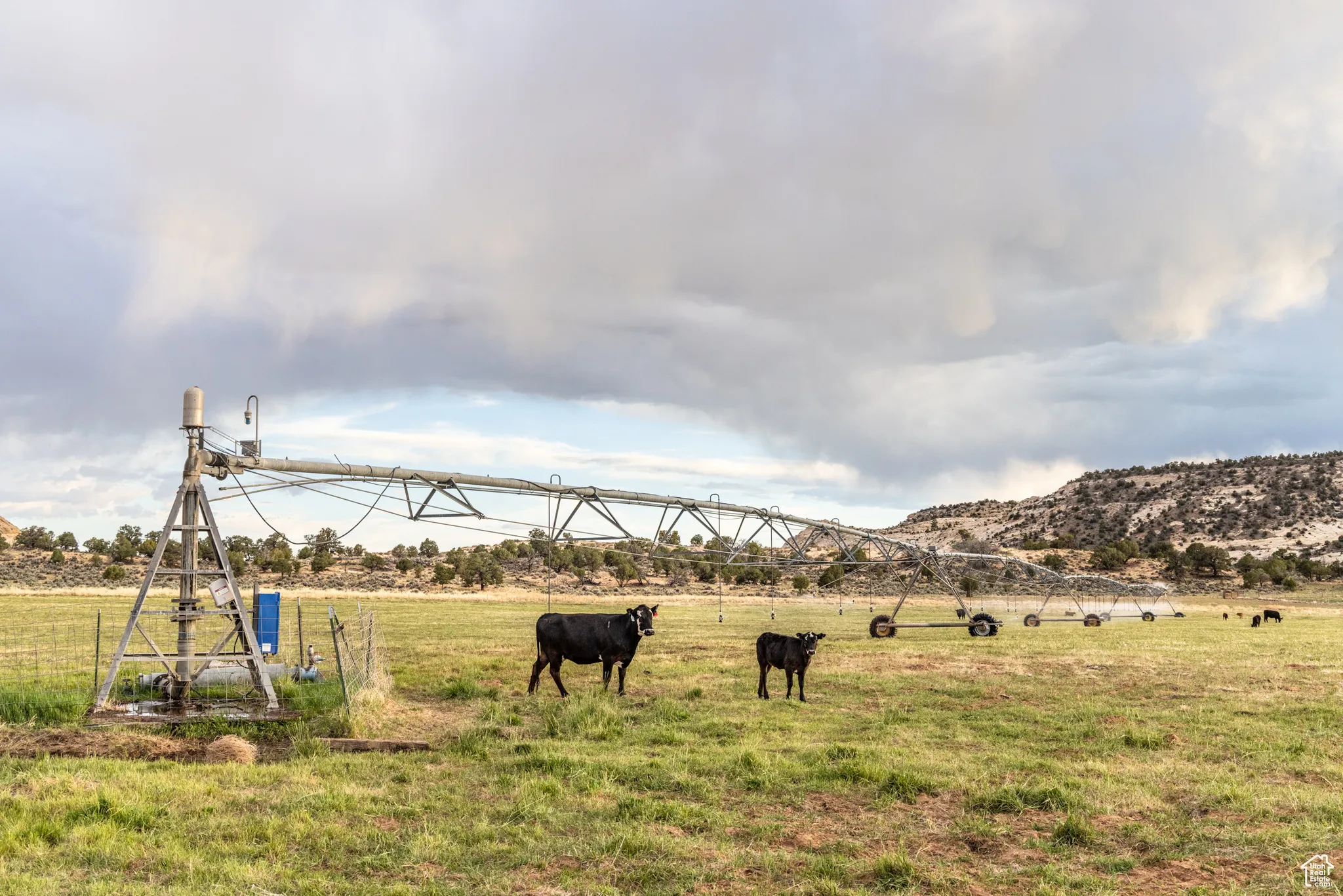 Working cattle ranch