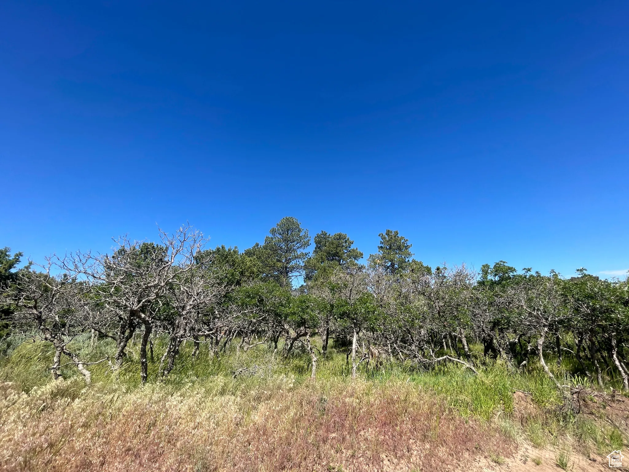 View of nature