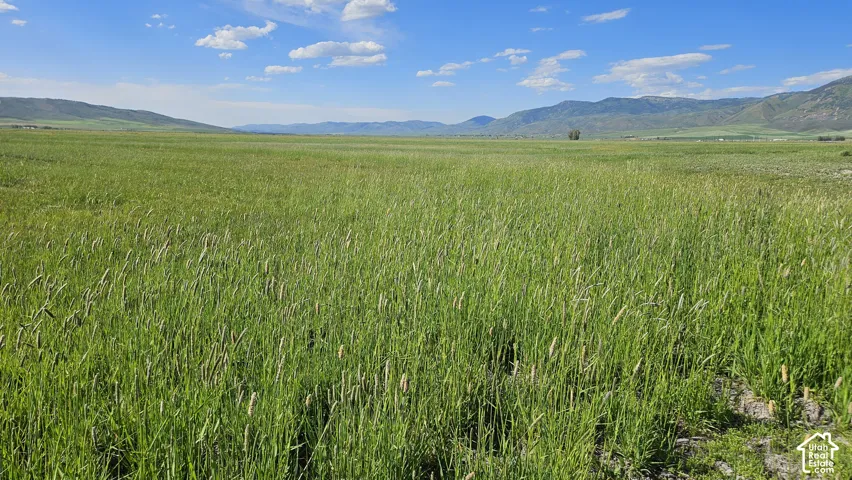 Expansive green field with natural grasses and distant mountains