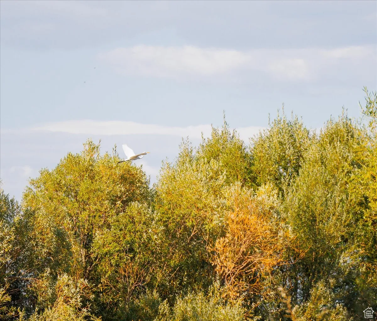 View of local wilderness