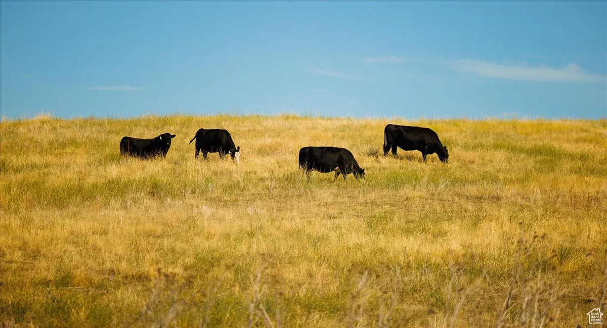 View of nature featuring rural landscape and a pastoral area