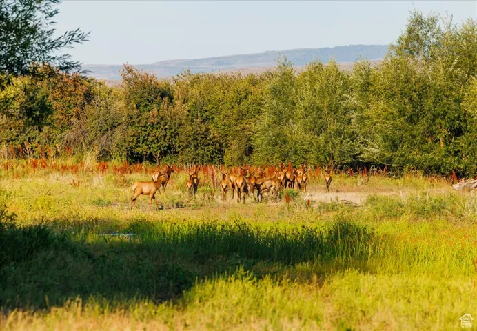 View of local wilderness featuring rural landscape