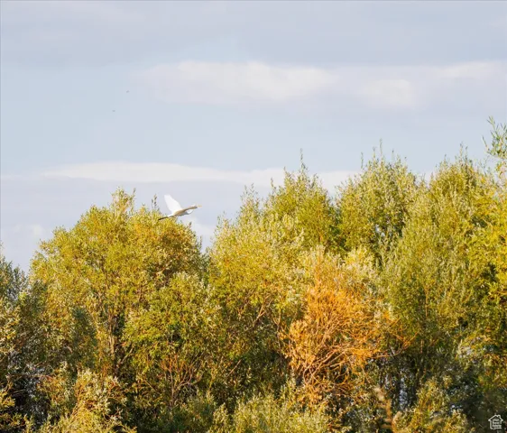 View of local wilderness