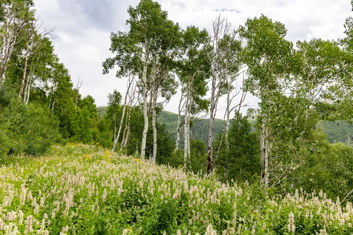 , Midway, Utah 84049
