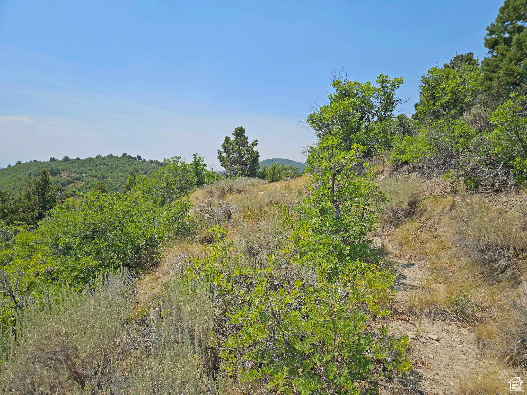 View of woods