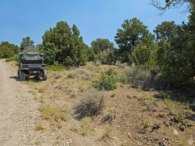 View of local wilderness
