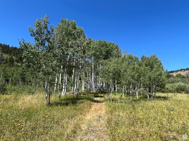 View of woods