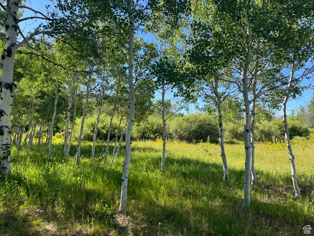 View of local wilderness