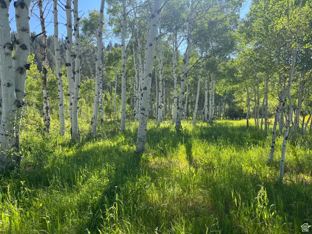 View of nature
