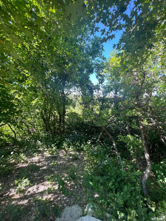 View of local wilderness