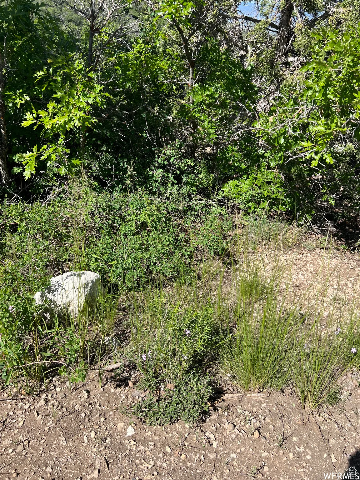 View of local wilderness